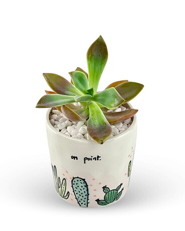 'On Point!' Succulent